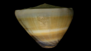 Conus muriculatus (紫端芋螺)