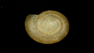 Macrochlamys hippocastaneum (高音符絲鱉甲蝸牛)