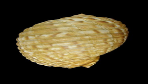 Tonna luteostoma (黃口鶉螺)