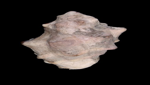 Mancinella tuberosa (角岩螺)-資源代表圖