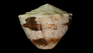 Conus varius (雲朵芋螺)