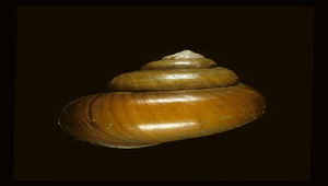 Cipangopaludina chinensis (圓田螺)