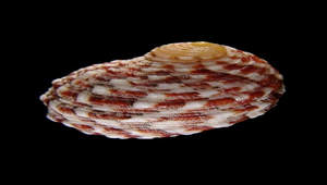Nerita reticulata (紅唇蜑螺)