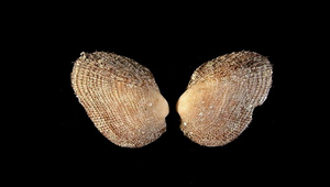 Barbatia foliata (鬍魁蛤)