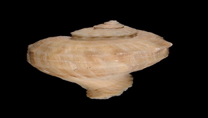 Rapana rapiformis (白皺岩螺)