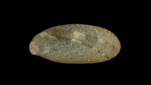 Stomatella planulata (廣口螺)-資源代表圖