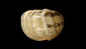 Oliva reticulata (金唇榧螺)