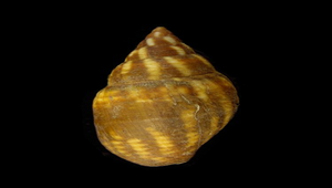 Strigatella scutulata (花焰筆螺)