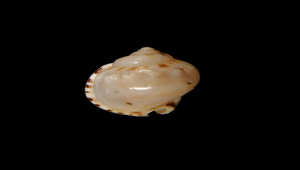 Casmaria ponderosa (斑點小鬘螺)