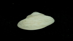 Nodilittorina vidua (台灣玉黍螺)