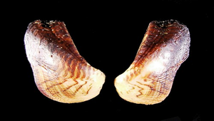 Arca ventricosa (鞋魁蛤)