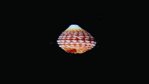 Mastonia triticea (卵形紫雙珠螺)