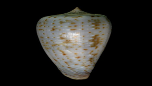 Conus cinereus (灰色芋螺)