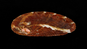 Haliotis planata (扁鮑螺)