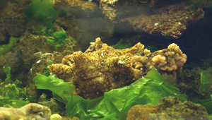 Aplysia dactylomela (黑指紋海兔)-資源代表圖