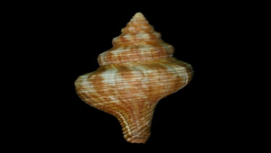 Pleuroploca filamentosa (赤旋螺)
