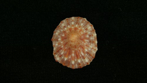Siphonaria japonica (網紋松螺)