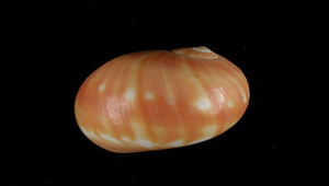 Natica stellata (星斑玉螺)