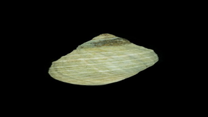 Nodilittorina radiata (細粒玉黍螺)