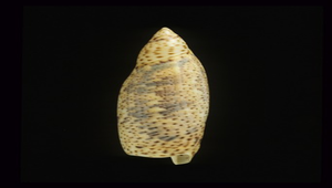 Terebellum terebellum f. punctulorum (點花飛彈螺)-資源代表圖