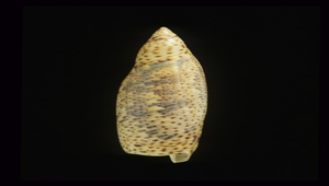 Terebellum terebellum f. punctulorum (點花飛彈螺)