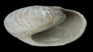 Bulla ampulla (台灣棗螺)