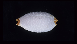 Cypraea staphylaea (鯊皮寶螺)