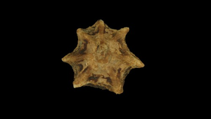 Patelloida saccharina (鵜足青螺)