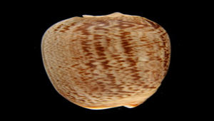 Oliva textilina (錦綢榧螺)