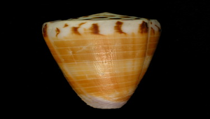 Conus planorbis (焦黃芋螺)