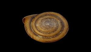 Nesiohelix kanoi (鹿野氏蝸牛)