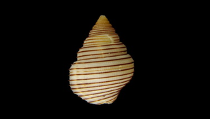 Cancilla praestantissima (黑彈簧筆螺)