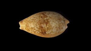 Cypraea langfordi (蘭福寶螺)