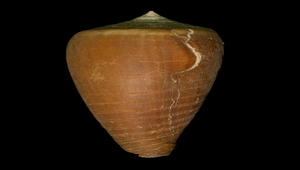 Conus radiatus (光環芋螺)