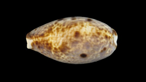 Cypraea lynx (山貓寶螺)