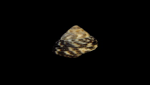 Planaxis sulcatus (芝麻螺)