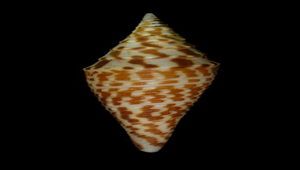 Conus praecellens (深閨芋螺)
