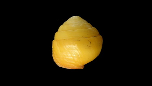 Nebularia telescopium (望遠鏡筆螺)