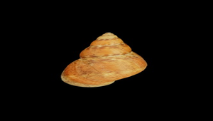 Littoraria pallescens (多彩玉黍螺)