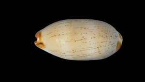 Cypraea isabella (雨絲寶螺)