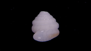 Rissoina pulchella ()