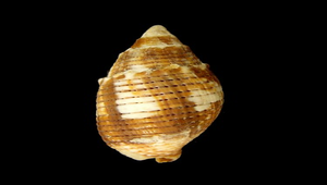 Phaeomitra imperialis (帝王筆螺)