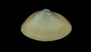 Mactra nipponica (日本馬珂蛤)