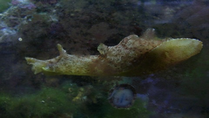 Aplysia oculifera (眼斑海鹿)