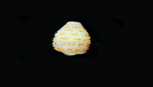 Mastonia lamberti (藍伯特左錐螺)