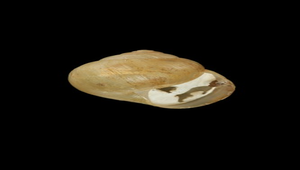 Acusta despecta (琉球球蝸牛)