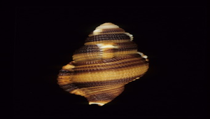 Cymatium flaveolum (金帶美法螺)