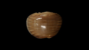Oliva rufula (斑馬榧螺)