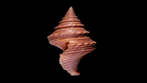 Turricula javana (台灣捲管螺)