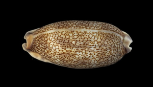 Cypraea eglantina (花枕寶螺)